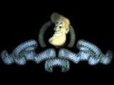 Freddy Hardest XxI (Anils software)